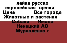 лайка русско-европейская (щенки) › Цена ­ 5 000 - Все города Животные и растения » Собаки   . Ямало-Ненецкий АО,Муравленко г.